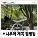 강원도 영월 계곡 캠핑: 소나무와 계곡 캠핑장: 계곡이 시원한 그늘 많은 캠핑장: 캠핑카 정박 가능