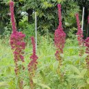 아마란스 이미지