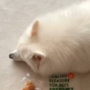 프레싯 (FRESHET) 이미지