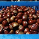 주밤농장 이미지