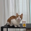 더케어벳 | 고양이설사·변비·똥냄새 한 번에 케어! │ 유비벳 푸디오더 트릿형 유산균 솔직 후기