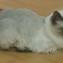 샴수리 네이버블로그