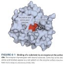 레닌저 생화학 6. Enzyme 효소 이미지