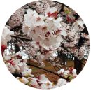 새나루마을9단지(새나루마을8단지 방면) (34066) | 2026 전국 봄꽃축제 일정 완전정복: 개화시기·주차·먹거리·여행 코스 Best 10