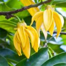 일랑일랑 이미지