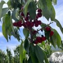 진도체리원 이미지