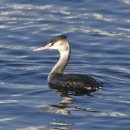고성의 뿔논병아리(Great crested grebe) 이미지