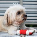 윤은채 재활 한방 동물병원 이미지