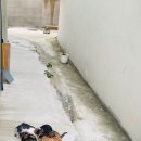 브라운힐프 이미지