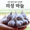 놀라운 '마늘껍질' 이미지