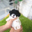 깜찍하개 이미지