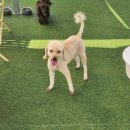 뽀송하개 재워줄개 이미지