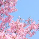 언제라도, 봄 이미지