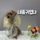 댕블리 이미지