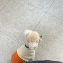 햇살애견미용실 이미지