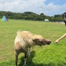 호텔 라벤더 제주 | 제주 2박 3일 여행🌿에코랜드 호텔에서 힐링하고 에코랜드까지 다녀온 내돈내산 후기