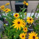 루드베키아 이미지