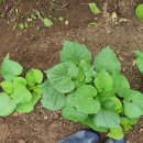 동신농장 이미지