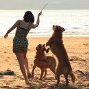 사람과애견 이미지