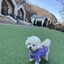 도그-in 하우스 이미지