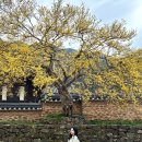 송광사 | 순천 봄꽃 명소 : 순천 산수유명소 송광사 후기(산수유 만개)