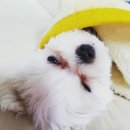 우리집 똥강아쥐 이미지