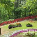 숲속 정원 이미지