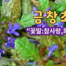 금창초 야생화의신비 160편 #꽃말:참사랑, 희생 # 항암제로 잠재력을 가진식물 이미지