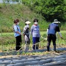 파주농장 이미지