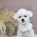 몽블리 펫샵 이미지