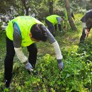 그린청과 이미지