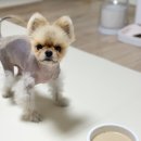 국제케미칼 | 강아지 유산균 추천 오아가 프로바이오틱스 후기 (기호성까지 좋은 펫영양제)