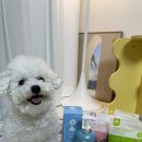 비숑에게 좋은 &#39;TS써니애견샴푸&#39; 강아지샴푸 추천ㅣ기호성 좋은 강아지 간식 &#39;TS써니냠냠쿠키&#39; 급여후기