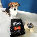 희용농장 | 강아지사료 용자가 잘먹구 좋아하는 더마독 피부모질 건강사료 굳굳♥