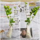 행복구대 이미지