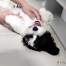 불도저 독 케어 센터 | 퍼피 교육, 생후 4개월 카바푸 찰리의 강아지 방문교육 후기