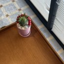 파파어부 이미지