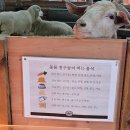 상석농장 | 고창 상하목장 두번째이야기 상하농원 ☕️ 카페 &amp; 아기돼지 농장 🐷
