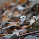 변산바람꽃 ranthis byunsanensis B.-Y. Sun 이미지