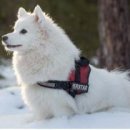 하얀강아지 이미지