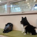 아지스테이션 | 남양주실내애견카페아지스테이션