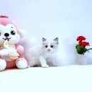 퍼스트독앤캣 | 남양주고양이분양 어디서 해야 후회 없을까? 요미독앤캣 꼼꼼 후기!