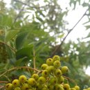 양지요양병원 이미지