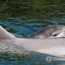 동물의 왕국 이미지