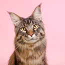 24시 더케어 동물의료센터 이미지