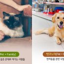 펫코노미 이미지