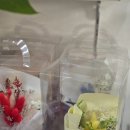 정인유치원 | 익산 졸업식 꽃다발은 익산꽃집 폴라리스를 추천해요.