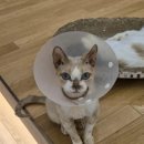 캣플헤븐 이미지