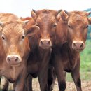 경북대구낙농협동조합 이미지