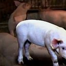 고려축산2농장 이미지